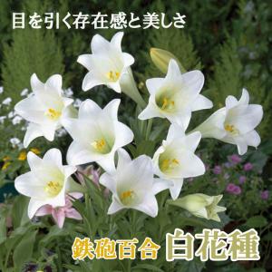 【10月上中旬より発送・早割】 鉄砲百合 【 白花種 】 球根 2球 テッポウ ユリ Lily 百合 ホワイト 秋植え 冬植え 鉢植え 花壇 花の大和
