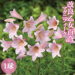 【10月上中旬より発送・早割】 改良 乙女百合 マグニフィーク 球根 1球 秋植え 冬植え 百合 オトメ ユリ Lily 花の大和