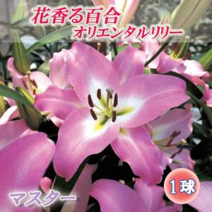 【10月上中旬より発送・早割】 花香る 百合 【 マスター 】 球根 1球 ゆり オリエンタル リリー 秋植え 冬植え ほのかに香る 芳香性 花の大和