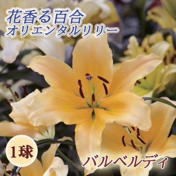 秋植え 球根 花香る百合 オリエンタルリリー バルベルディ ゆり ユリ 百合 ほのかに香る 1球