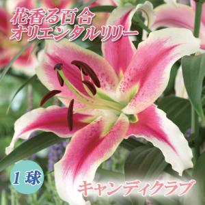 【10月上中旬より発送・早割】 花香る 百合 【...の商品画像