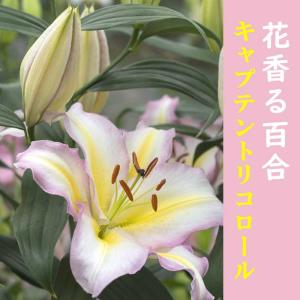 【10月上中旬より発送・早割】 花香る 百合 【 キャプテントリコロール 】 球根 1球 ゆり オリエンタル リリー 秋植え 冬植え 香り 芳香 花の大和