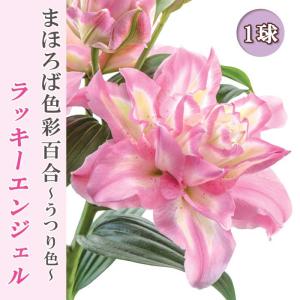 【10月上中旬より発送・早割】 花色変わる 百合 【 ラッキーエンジェル 】 球根 1球 まほろば色彩百合 うつり色 秋植え 冬植え ゆり lily 花の大和