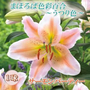 【10月上中旬より発送・早割】 花色変わる 百合 【 サーモンパーティー 】 球根 1球 まほろば色彩百合 うつり色 秋植え 冬植え ゆり lily 花の大和