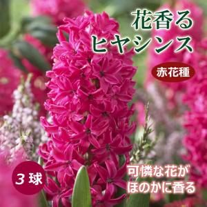 【10月上中旬より発送・早割】 花香る ヒヤシンス 球根 赤花種 3球 レッド 芳香性 秋植え プランター栽培 花壇 水栽培 花の大和