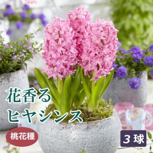 【10月上中旬より発送・早割】 花香る ヒヤシンス 球根 桃花種 3球 ピンク 芳香性 秋植え プランター栽培 花壇 水栽培 花の大和