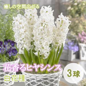 【10月上中旬より発送・早割】 花香る ヒヤシンス 球根 白花種 3球 ホワイト 芳香性 秋植え プランター栽培 花壇 水栽培 花の大和