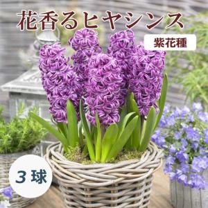 【10月上中旬より発送・早割】 花香る ヒヤシンス 球根 紫花種 3球 パープル 芳香性 秋植え プランター栽培 花壇 水栽培 花の大和