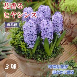 【10月上中旬より発送・早割】 花香る ヒヤシンス 球根 青花種 3球 ブルー 芳香性 秋植え プランター栽培 花壇 水栽培 花の大和