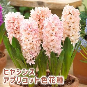 【10月上中旬より発送・早割】 花香る ヒヤシンス 球根 アプリコット 色花種 3球 あんず色 芳香性 秋植え プランター栽培 花壇 水栽培 花の大和