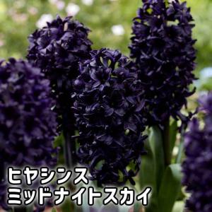 【10月上中旬より発送・早割】 ヒヤシンス 球根 プレミアム ブラック 【 ミッドナイトスカイ 】1球 濃紺 秋植え プランター 花壇 水栽培 花の大和