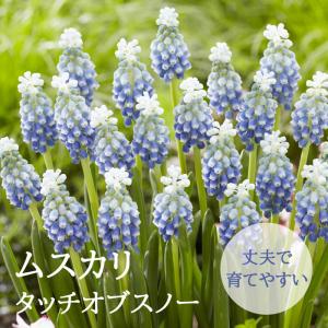 【10月上中旬より発送・早割】 ムスカリ 【 タッチオブスノー 】 球根 7球 秋植え コレクション 寄せ植え デッカー植え 花の大和