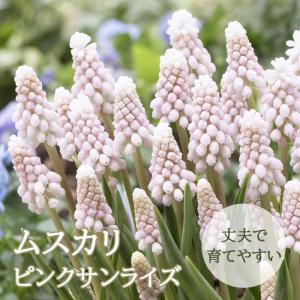予約販売 球根 ムスカリ ピンクサンライズ 福花園 2球 fke 10月中旬