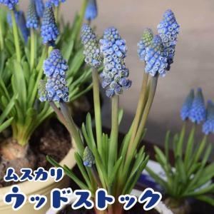 【10月上中旬より発送・早割】 ムスカリ 【 ウッドストック 】 球根 2球 秋植え コレクション 寄せ植え デッカー植え 花の大和