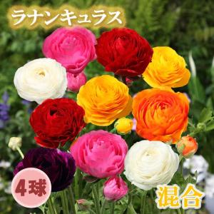 ラナンキュラス 球根 ピコティミックス (無選別) 5球 ラナンキュラスの