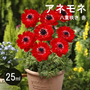 【10月上中旬より発送・早割】 アネモネ 【 八...の商品画像