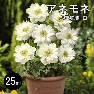 【10月上中旬より発送・早割】 アネモネ 【 八...の商品画像