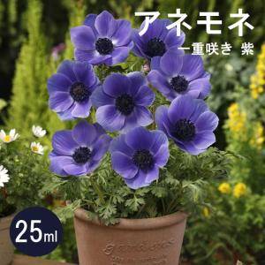 【10月上中旬より発送・早割】 アネモネ 【 一...の商品画像