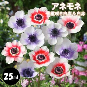 ダリアの球根　桜女王　他 ダリア球根：桜女王（サクラジョオウ） : AGS - 通販 - Yahoo!ショッピング