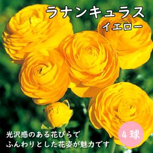 【10月上中旬より発送・早割】 ラナンキュラス ...の商品画像
