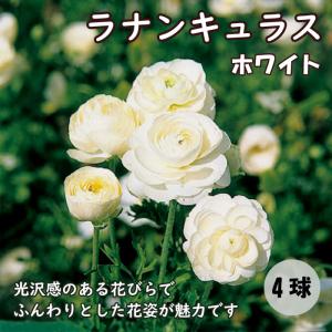 国華園 ラナンキュラス 球根 ピコティミックス（無選別） 15球