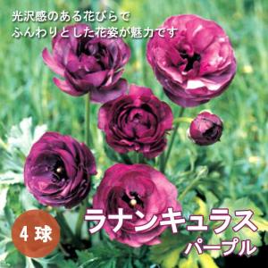 【10月上中旬より発送・早割】 ラナンキュラス 球根 【 パープル 】4球 秋植え 寄せ植え ガーデニング 園芸 鉢植え 花の大和