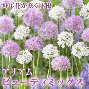 植えっぱなしで毎年咲く花の商品一覧 通販 Yahoo ショッピング