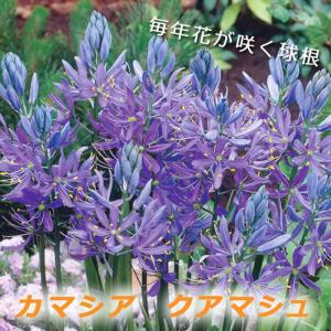 【10月上中旬より発送・早割】 カマシア クアマ...の商品画像