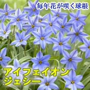 【10月上中旬より発送・早割】 アイフェイオン ...の商品画像