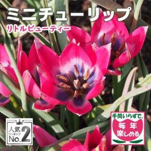 植えっぱなし 球根の商品一覧 通販 Yahoo ショッピング
