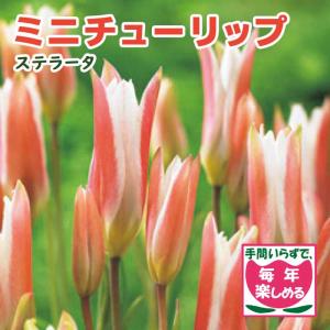 【10月上中旬より発送・早割】 原種 ミニ チューリップ 球根 ステラータ 5球 植えっぱなし 毎年花が咲く 秋植え 花の大和