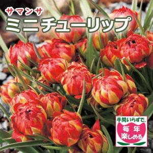 【10月上中旬より発送・早割】 原種 ミニ チューリップ 球根 サマンサ 4球 植えっぱなし 毎年花が咲く 秋植え 花の大和