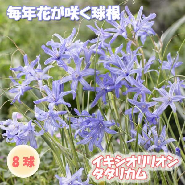イキシオリリオン タタリカム 球根 8球 植えっぱなし 秋植え 寄せ植え プランター 花壇 毎年花が...