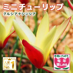 【10月上中旬より発送・早割】 原種 ミニ チューリップ 球根 クルシアナシンシア 7球 植えっぱなし 毎年花が咲く 秋植え 花の大和