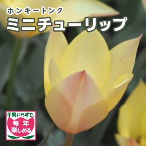 【10月上中旬より発送・早割】 原種 ミニ チューリップ 球根 ホンキートンク 7球 植えっぱなし 毎年花が咲く 秋植え 花の大和