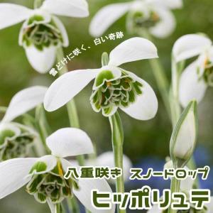 【10月上中旬より発送・早割】 スノードロップ 【 ヒッポリュテ 】 球根 3球 八重咲き 秋植え 寄せ植え 初心者向き 花の大和