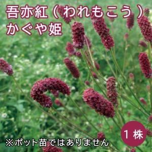 吾亦紅 われもこう ワレモコウ かぐや姫 サング...の商品画像