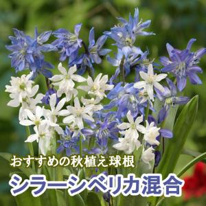 【10月上中旬より発送・早割】 シラーシベリカ ...の商品画像