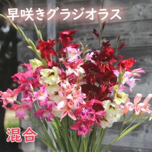 【10月上中旬より発送・早割】 早咲き グラジオ...の商品画像