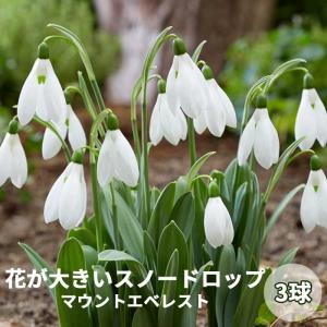 【10月上中旬より発送・早割】 スノードロップ 【 マウントエベレスト 】 球根 3球 秋植え 寄せ植え 初心者向き 花の大和