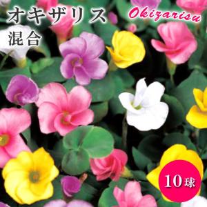 【８月上旬より発送・早割】 オキザリス 混合 球根 10球 夏植え バラエティ 秋咲き カラフル 毎年咲く 植えっぱなし 花壇 鉢植 花の大和