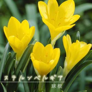 【８月上旬より発送・早割】 ステルンベルギア 球根 3球 黄花玉すだれ 夏植え バラエティ 秋咲き キバナタマスダレ 毎年咲く 植えっぱなし 花の大和