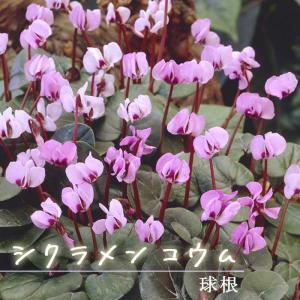 【８月上旬より発送・早割】 シクラメン コウム 球根 1球 原種系 コーム 夏植え バラエティ cyclamen 毎年咲く 植えっぱなし 花の大和