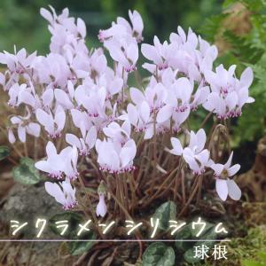 【８月上旬より発送・早割】 シクラメン シリシウム 球根 1球 原種系 夏植え バラエティ 秋咲き cyclamen 毎年咲く 植えっぱなし 花の大和