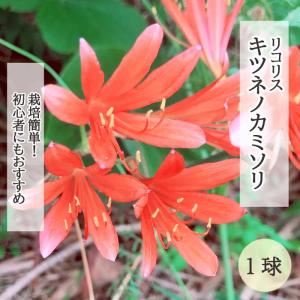 【８月上旬より発送・早割】 リコリス キツネノカミソリ 球根 1球 ヒガンバナ 彼岸花 曼珠沙華 まんじゅしゃげ 夏植え 秋咲き 花の大和