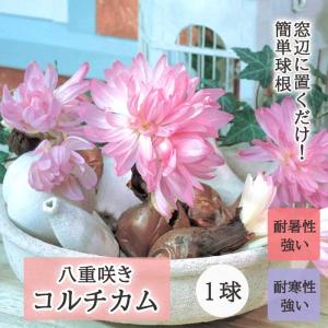 【８月上旬より発送・早割】 八重咲き コルチカム 球根 1球 イヌサフラン 水なし 土なし でも開花 簡単 育てやすい 夏植え 秋咲き 花の大和