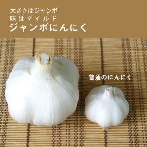 種球根 ジャンボ にんにく 国産 ８片 大蒜 にんにく 種