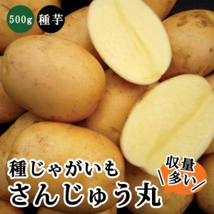 【８月中旬より発送・早割】 種 じゃがいも さんじゅう丸 PVP 約500ｇ※大小ミックス※ 秋じゃが 秋植え 馬鈴薯 種芋 家庭菜園 花の大和