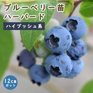 ブルーベリー苗オニール＆マグノリア大苗2本セット 大株 ブルーベリー マグノリア 1.2m 根巻き : 吉瀬園芸 - 通販 - Yahoo