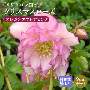 クリスマスローズ苗 原種 クロアチカス 杉光園芸 杉山交配 9cmポット